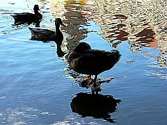 Wasserspiegelungen mit drei Enten