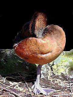schlafende Ente auf einem Bein stehend