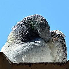 schlafende Taube auf dem Blechdach
