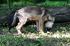Wolf, Welpe beim Schnüffeln